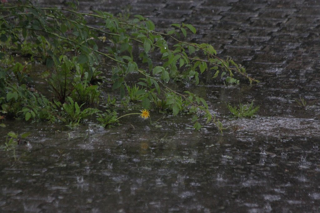 IMG_1924.JPG - Rain