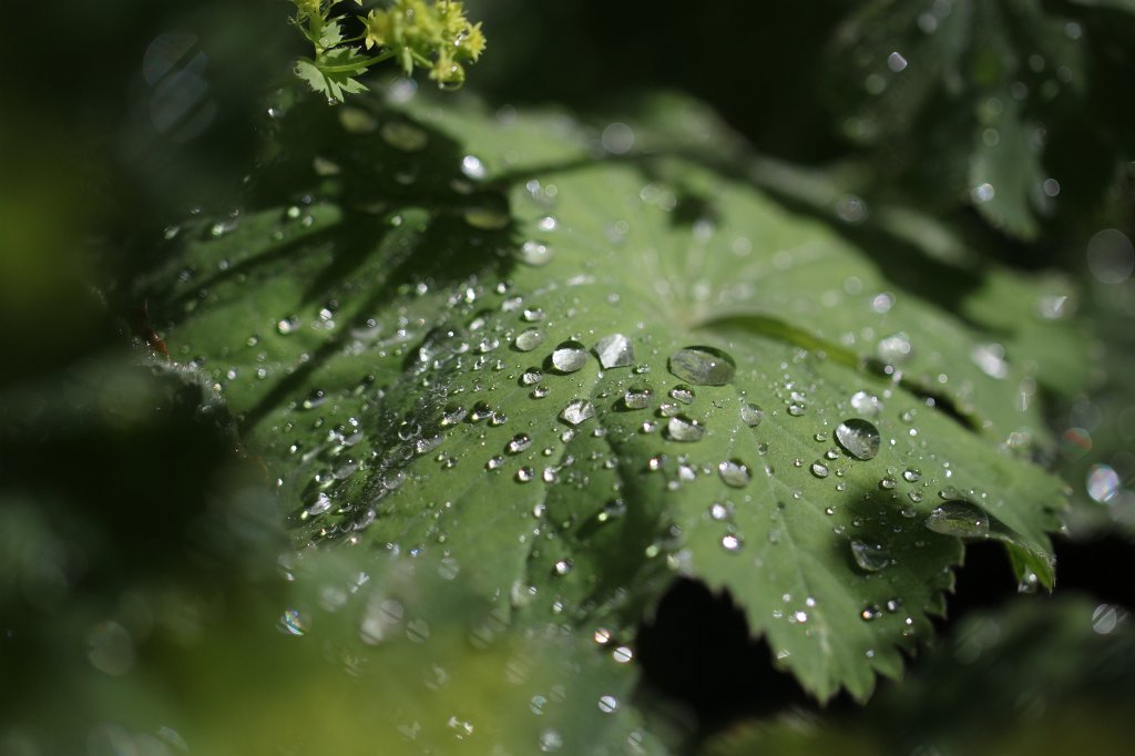 IMG_1928.JPG - Droplets