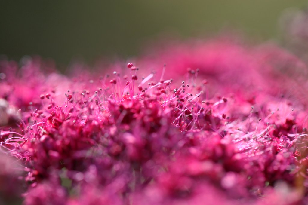 IMG_1940.JPG -  Spiraea japonica  ( Spierstrauch )