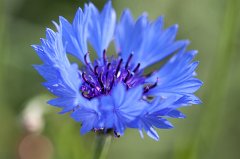 Cornflower
