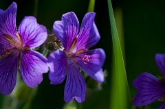 Geranium