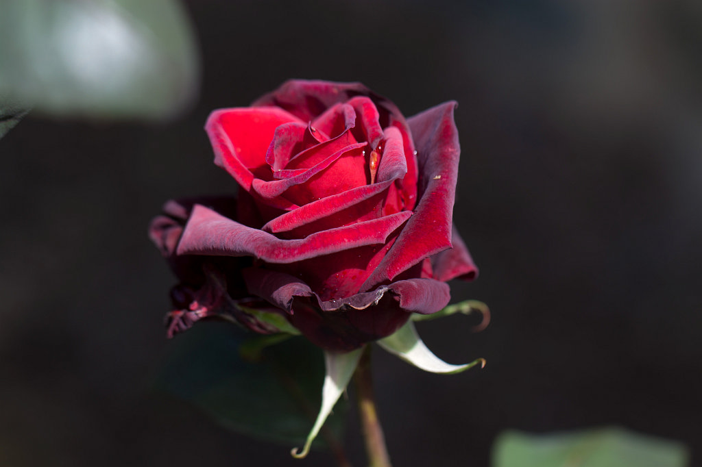 IMG_2500_c.jpg - Rose