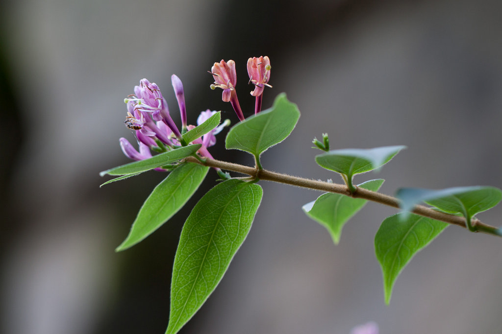 IMG_2540_c.jpg - Flower