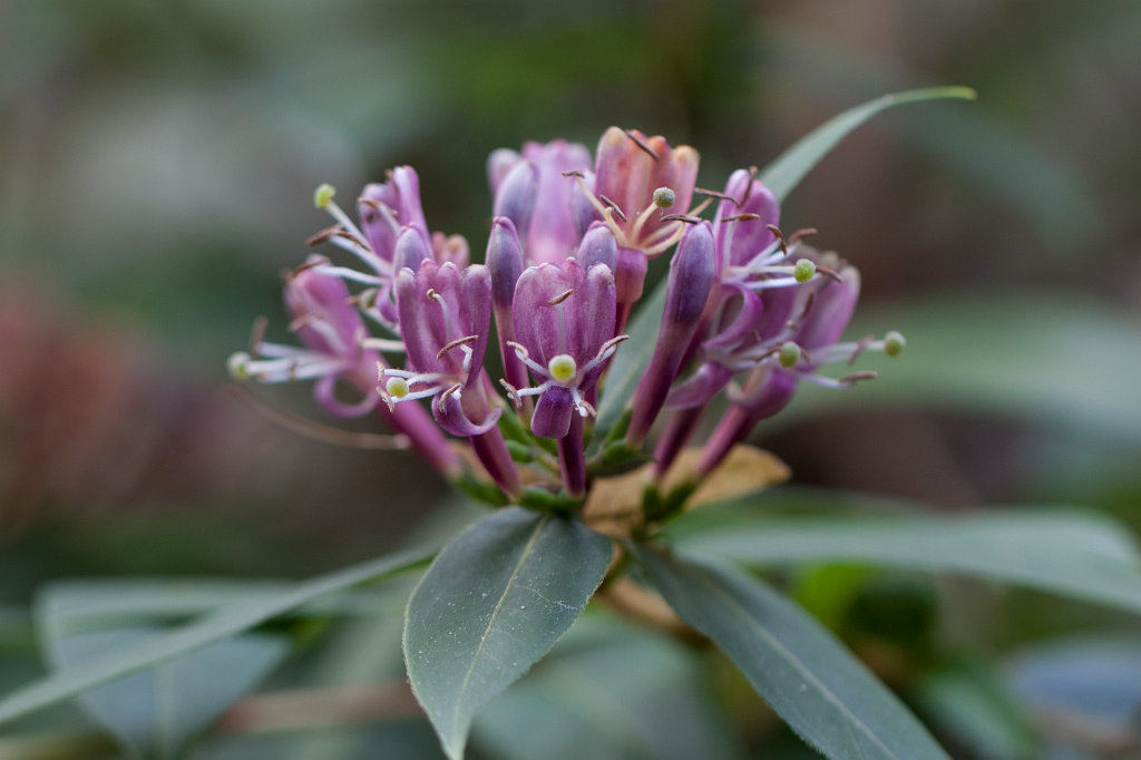 IMG_2541_c.jpg - Flower