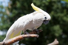 Cockatoo