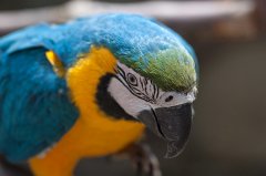 Macaw