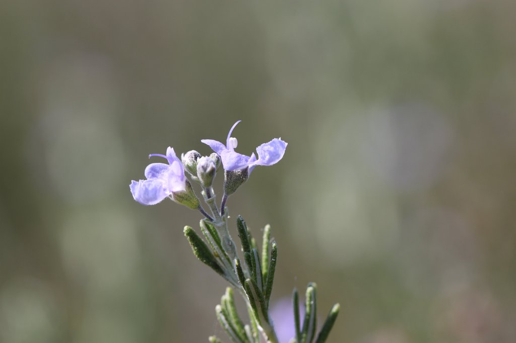 IMG_2715.JPG - Flower