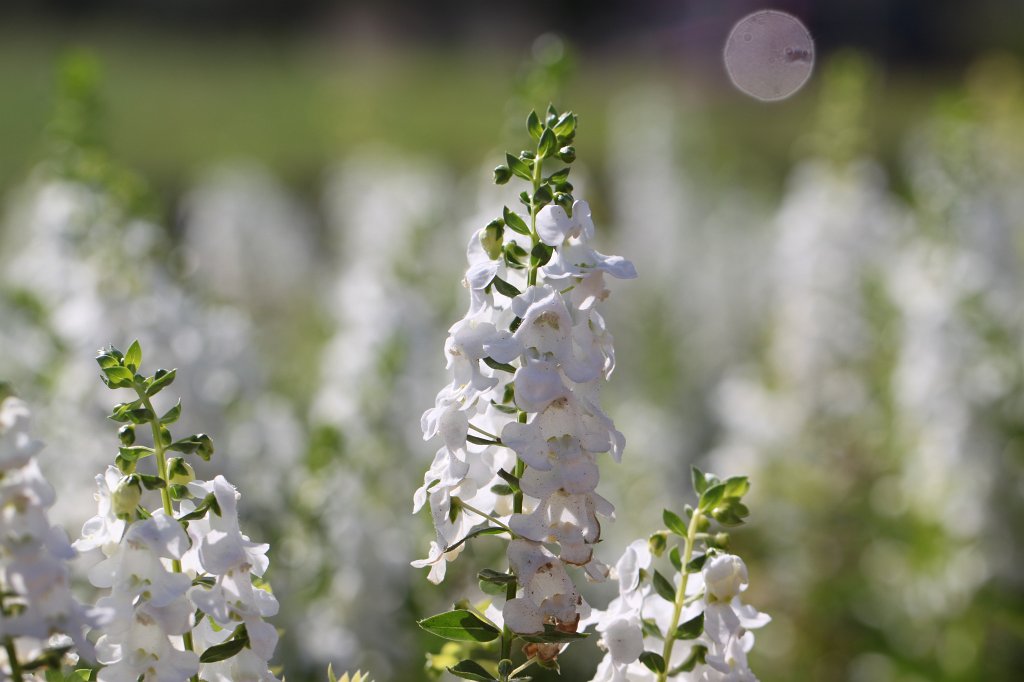 IMG_2717.JPG - Flower