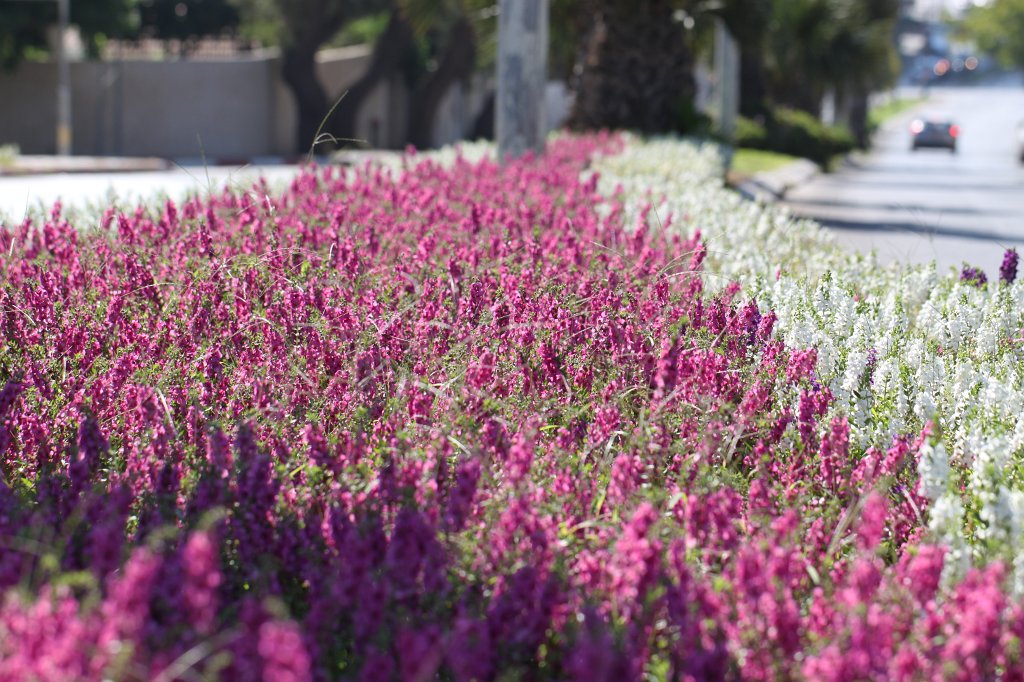 IMG_2721.JPG - Herzliya street flowers
