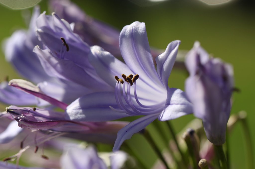 IMG_2724.JPG - Flower