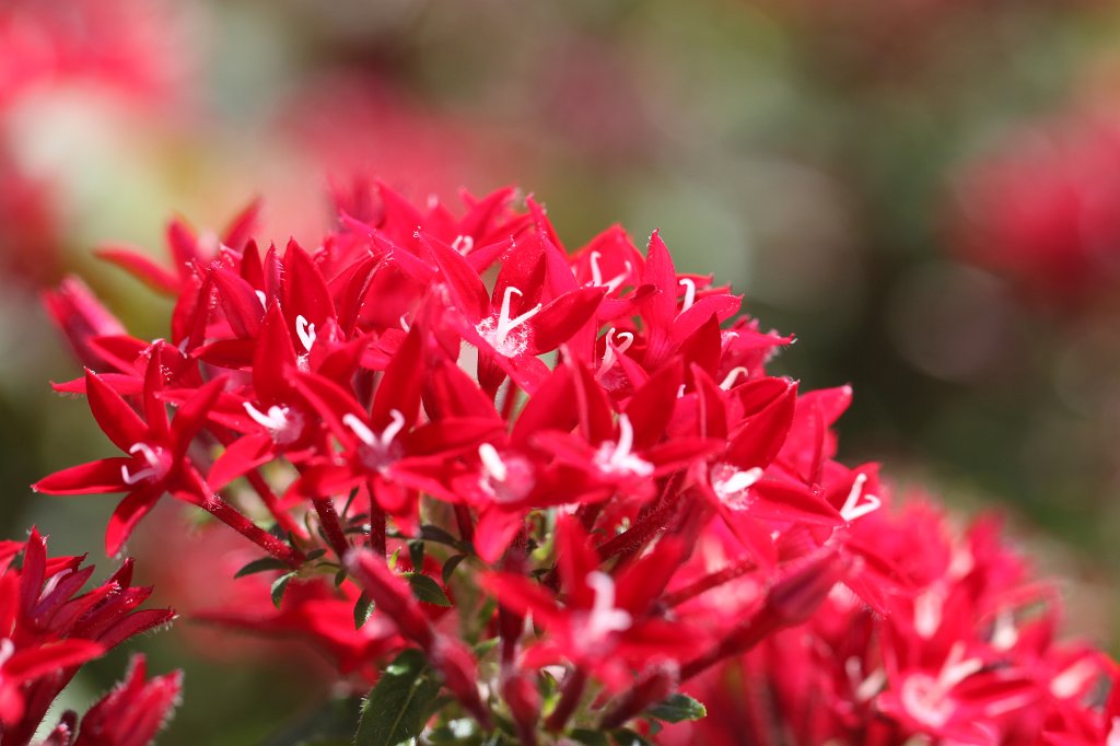 IMG_2760.JPG - Red flower