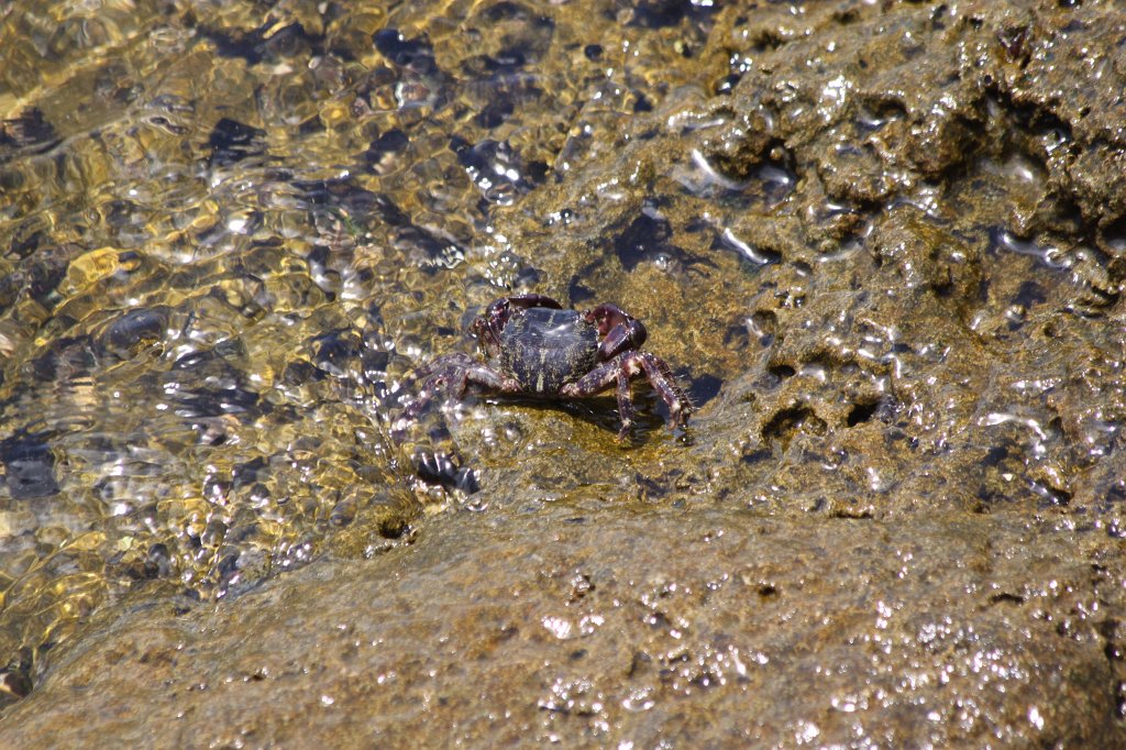 IMG_3069.JPG - Crabs