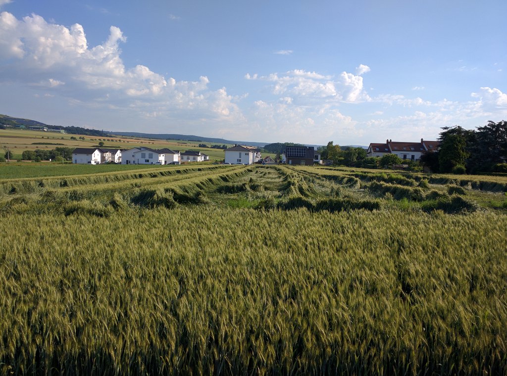 IMG_20160624_081531.jpg - Feld