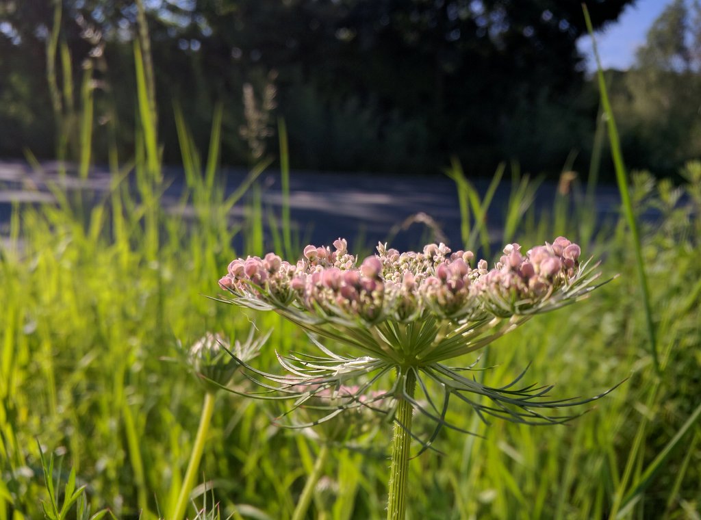 IMG_20160627_084325.jpg - Blüten