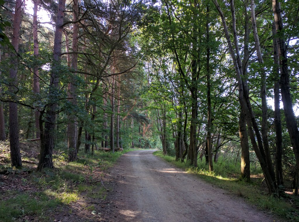 IMG_20160708_084649.jpg - Wald