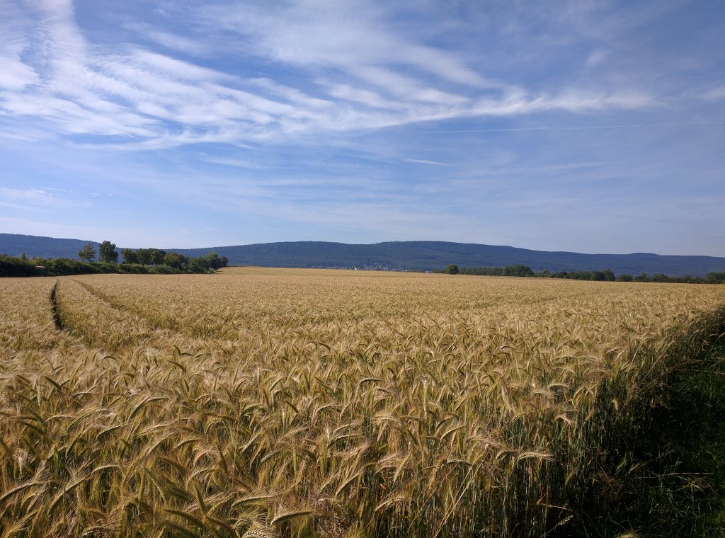 IMG_20160708_090303.jpg - Felder