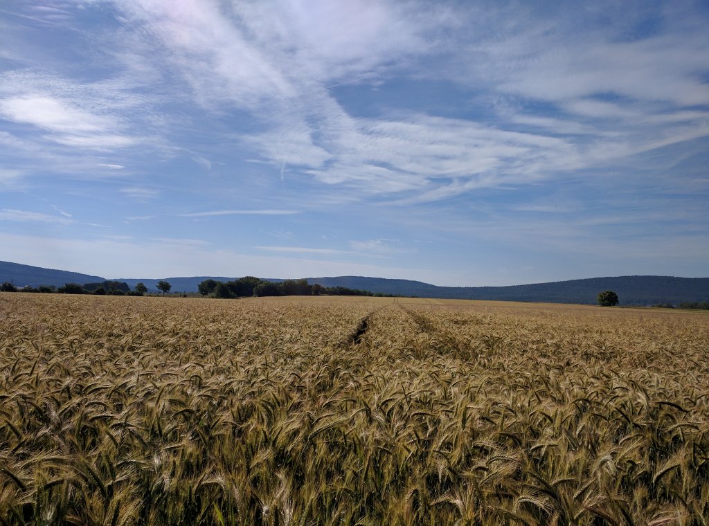 IMG_20160708_090553.jpg - Felder