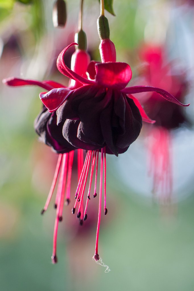 IMG_2612_c.jpg -  Fuchsia  ( Fuchsien )