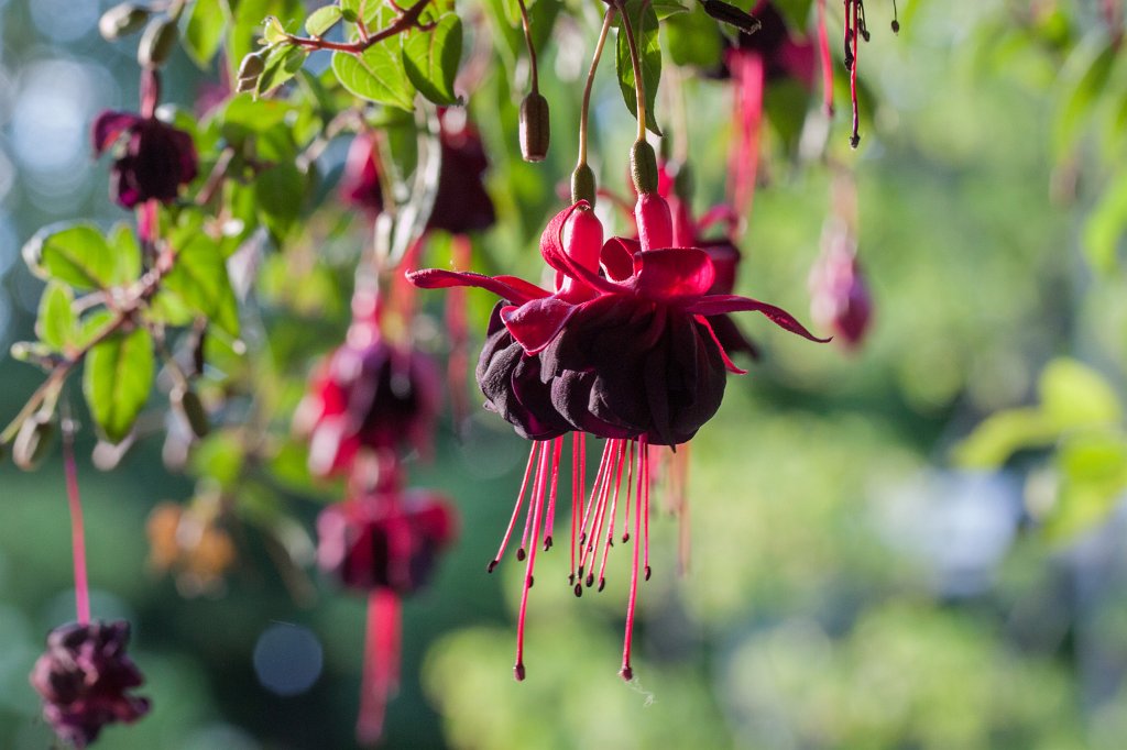 IMG_2614_c.jpg -  Fuchsia  ( Fuchsien )