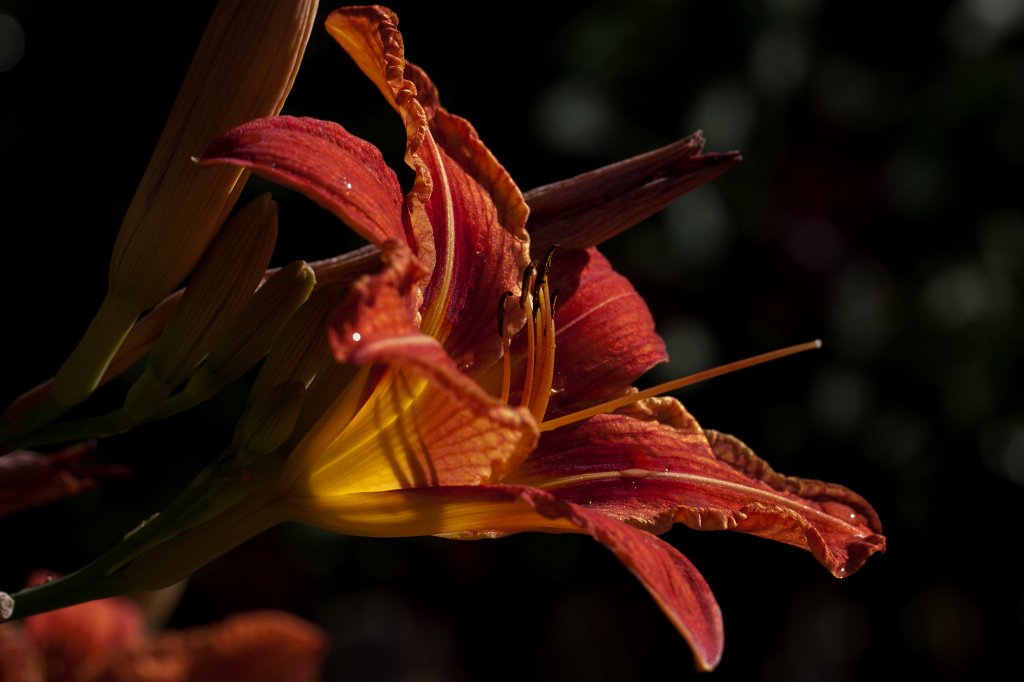 IMG_2616_c.jpg -  Daylily  ( Taglilie )