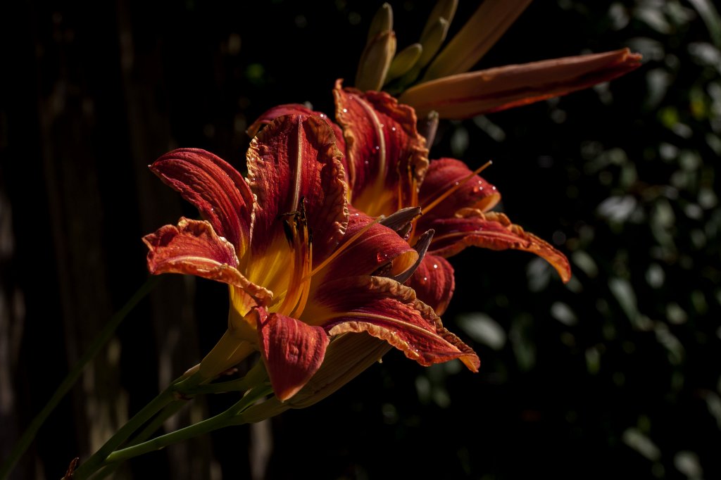 IMG_2619_c.jpg -  Daylily  ( Taglilie )