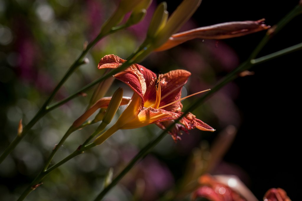 IMG_2623_c.jpg -  Daylily  ( Taglilie )