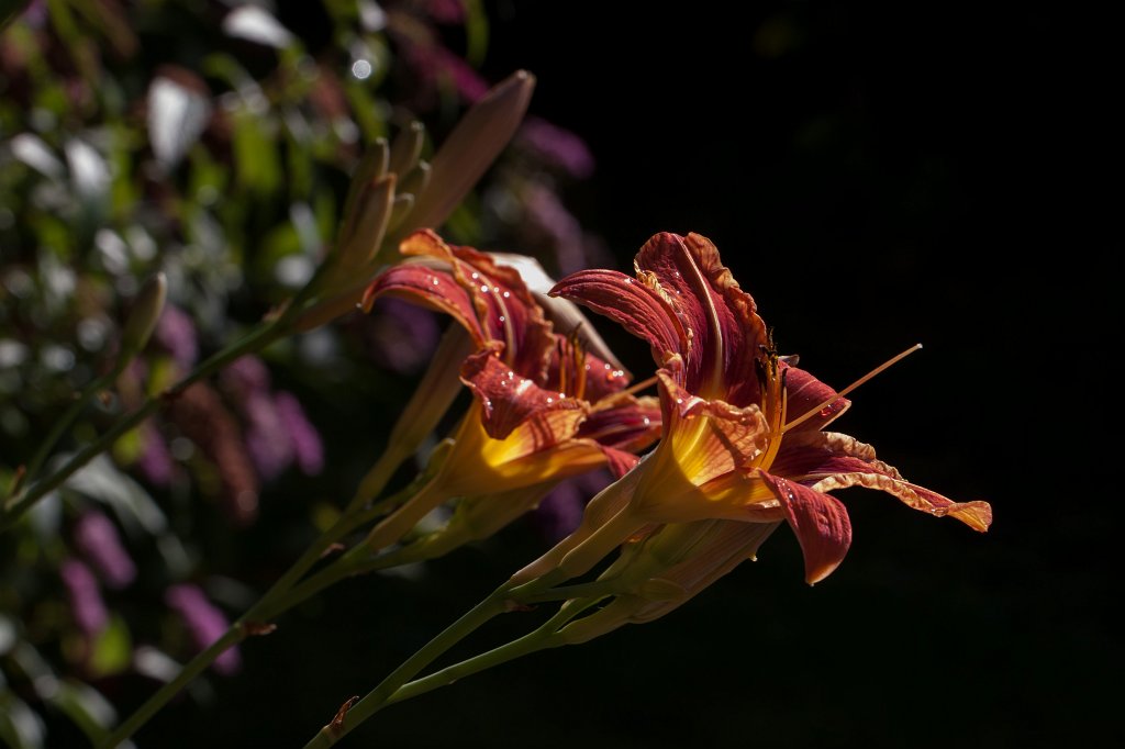 IMG_2625_c.jpg -  Daylily  ( Taglilie )