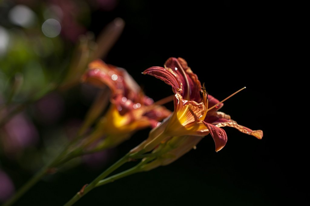 IMG_2626_c.jpg -  Daylily  ( Taglilie )