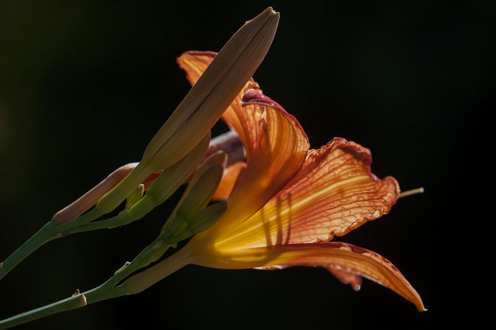 IMG_2627_c.jpg -  Daylily  ( Taglilie )