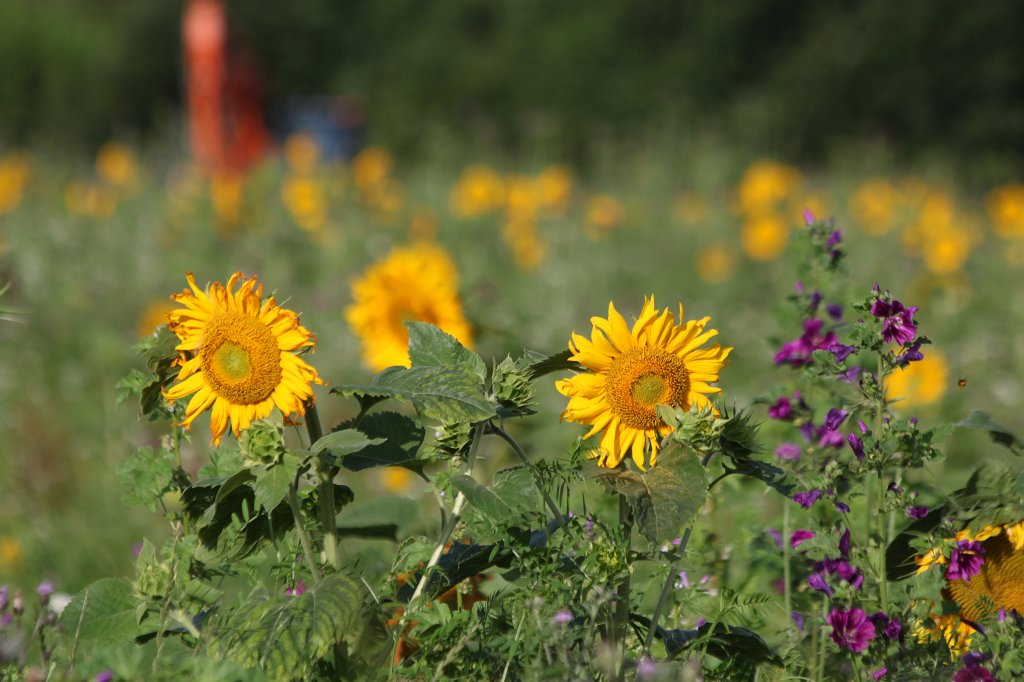 IMG_3634.JPG - Sonnenblumenwiese