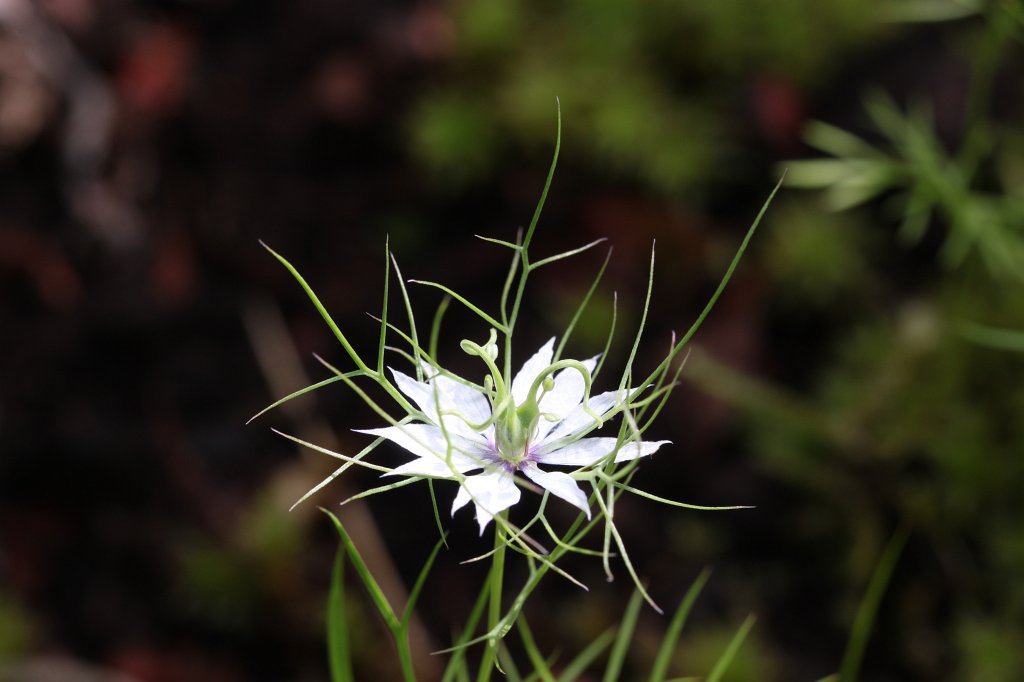 IMG_3670.JPG -  Nigella 