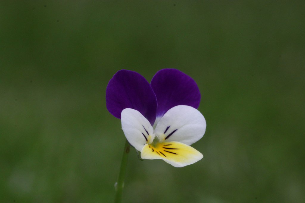 IMG_3690.JPG - Stiefmütterchen
