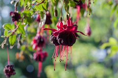 Fuchsia