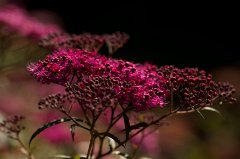 Spiraea