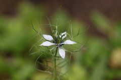 Nigella
