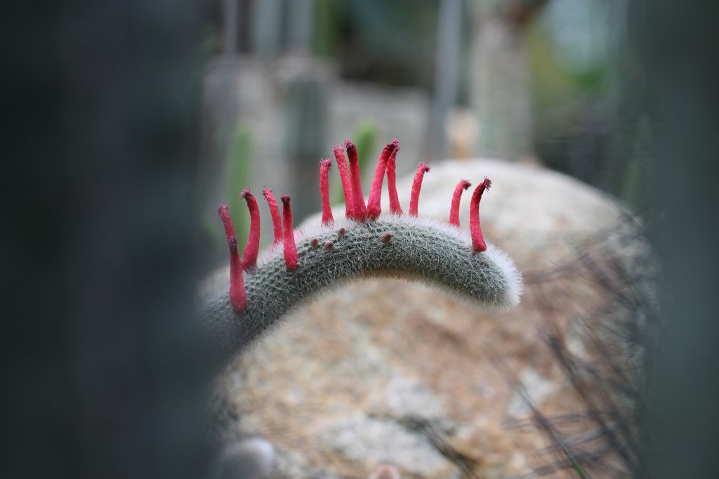 IMG_3805.JPG - Cactus flowers in the  Palmengarten 