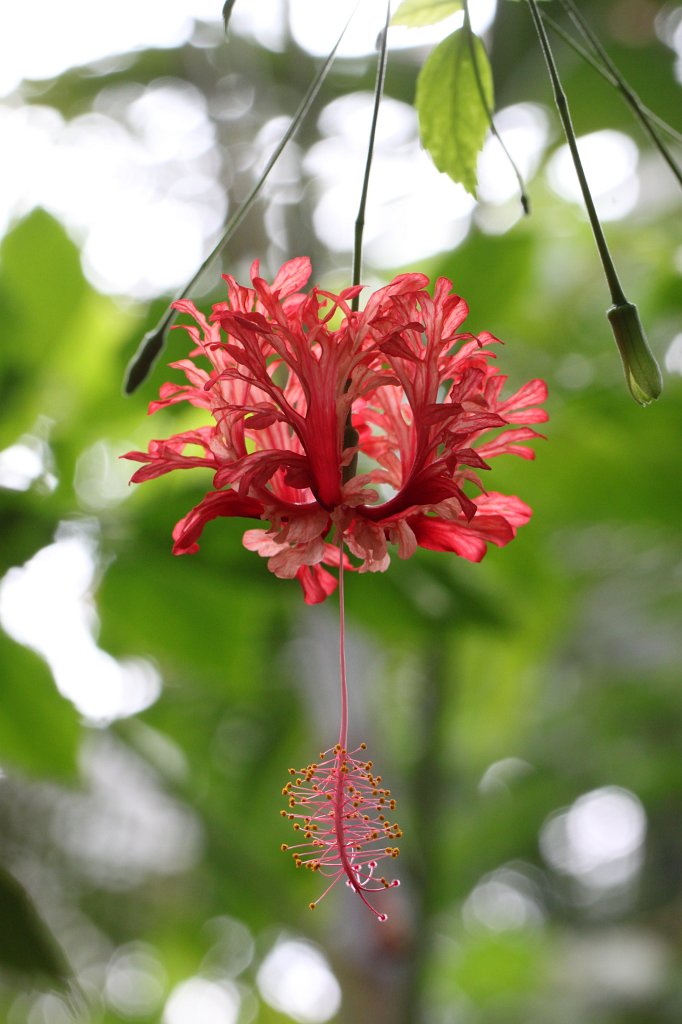 IMG_3826.JPG -  Coral hibiscus 