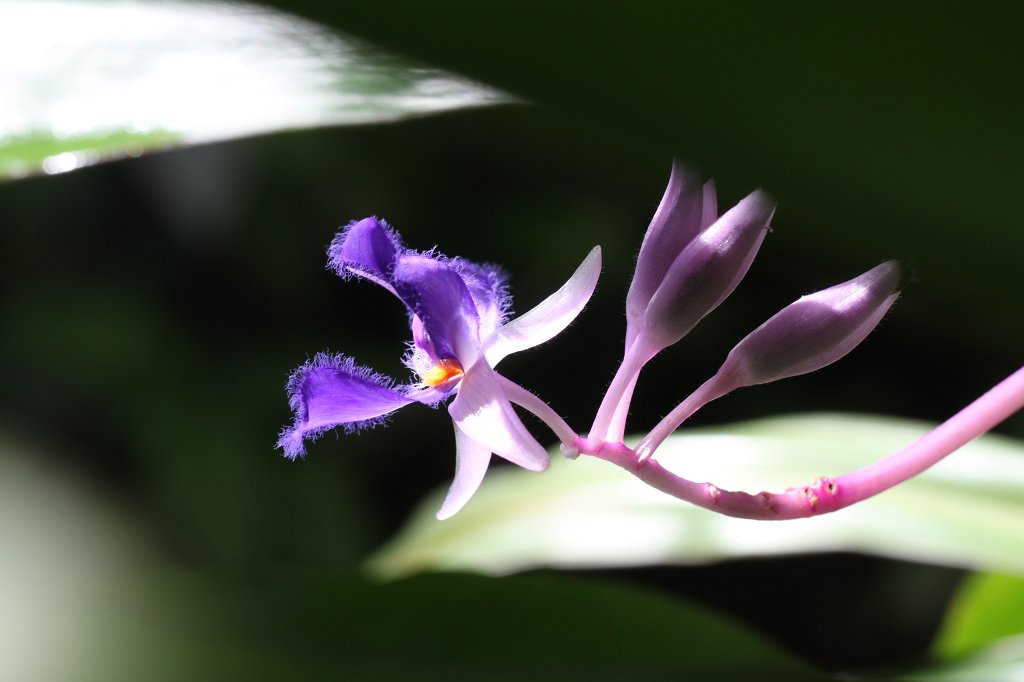 IMG_3841.JPG -  Cochliostema odoratissimum  ( Schneckenfaden )