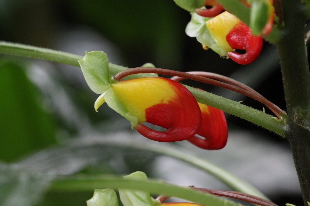 IMG_3846.JPG -  Impatiens niamniamensis 