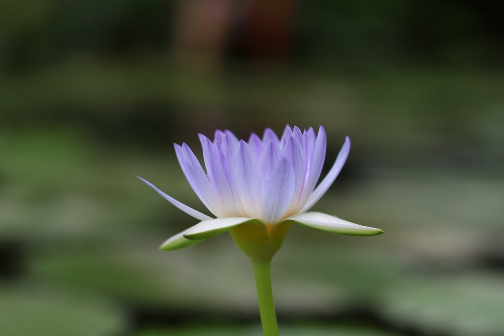 IMG_3852.JPG -  Nymphaea colorata  ( Bunte Seerose )