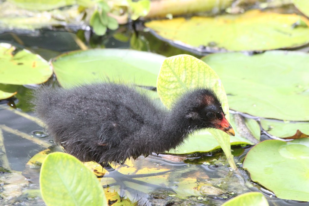 IMG_3903.JPG -  Common moorhen  ( Teichralle )