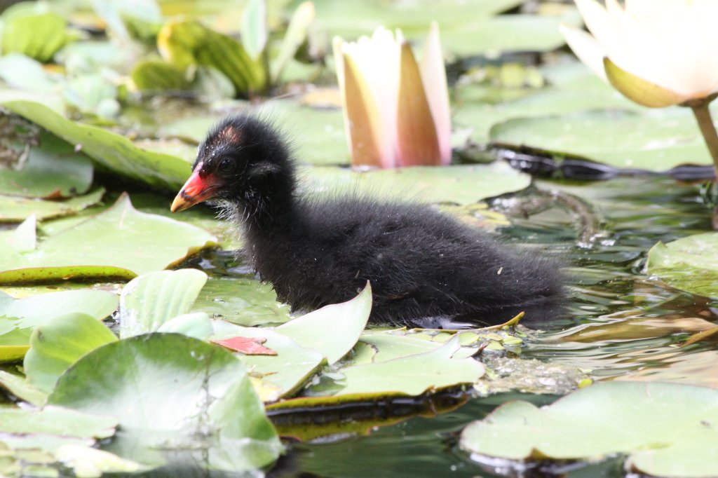 IMG_3912.JPG -  Common moorhen  ( Teichralle )