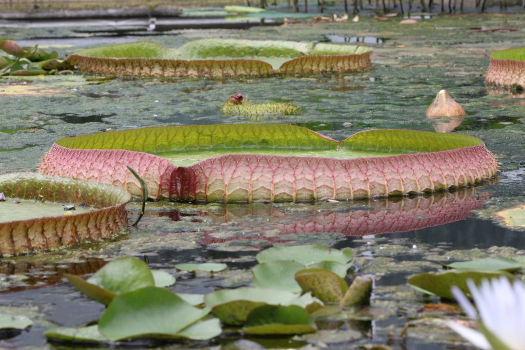 IMG_3933.JPG -  Water lily  ( Seerose )