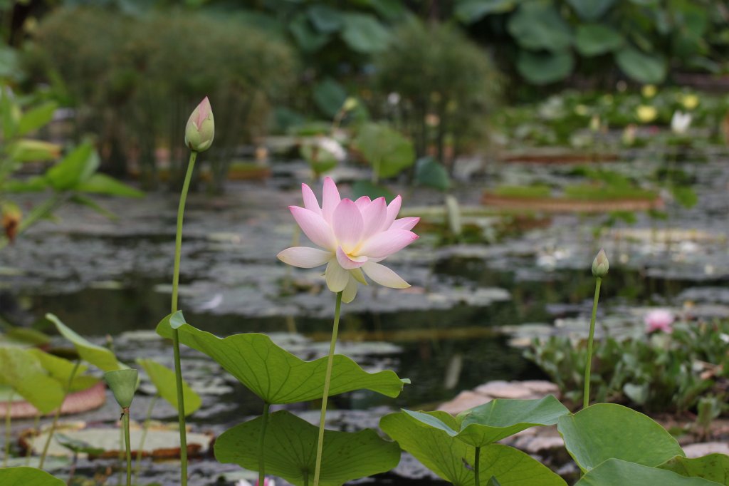 IMG_3947.JPG - Seerosenteich im  Palmengarten 