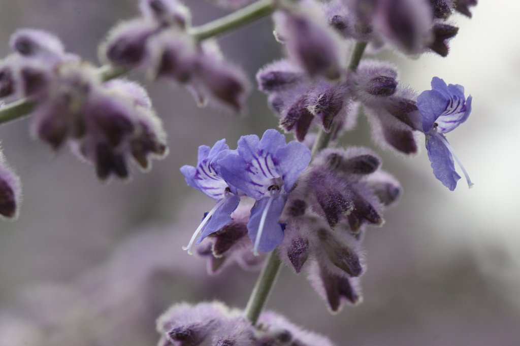 IMG_3955.JPG -  Blauraute 