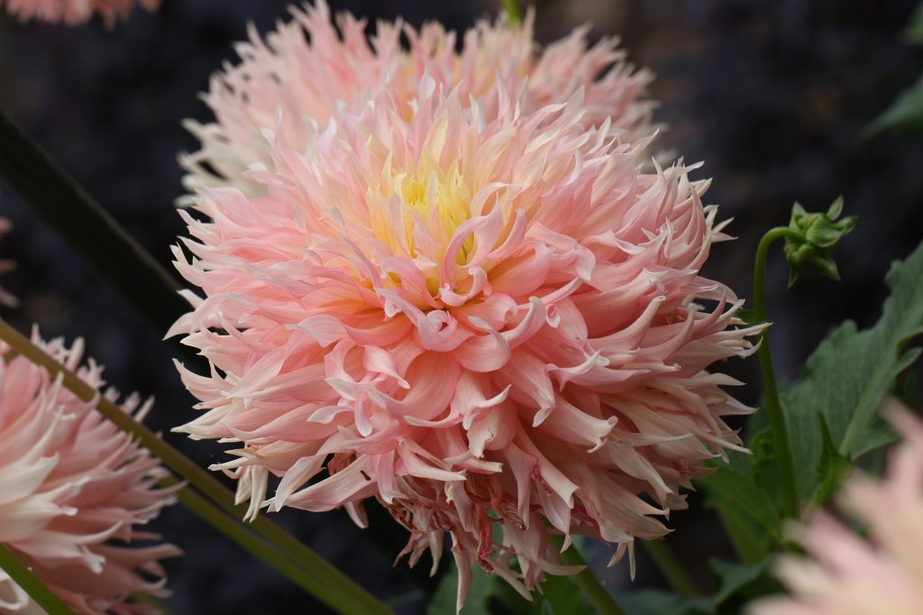 IMG_4010.JPG -  Dahlia  ( Dahlie )