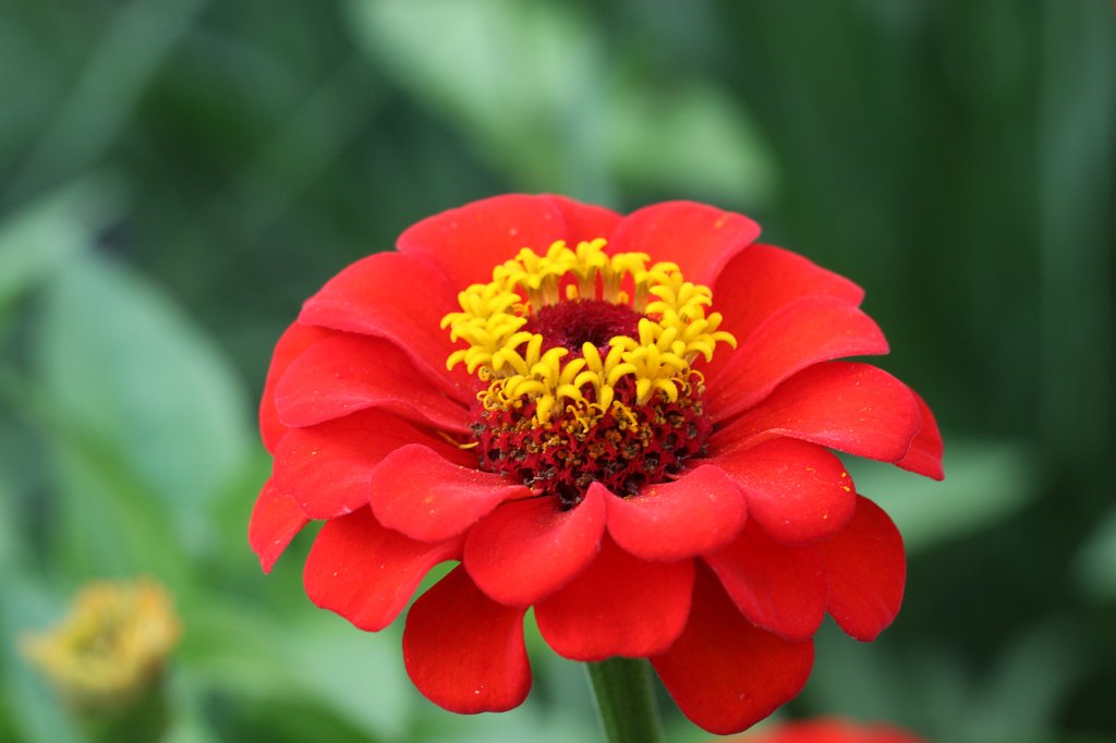 IMG_4106.JPG - Blume im  Palmengarten 