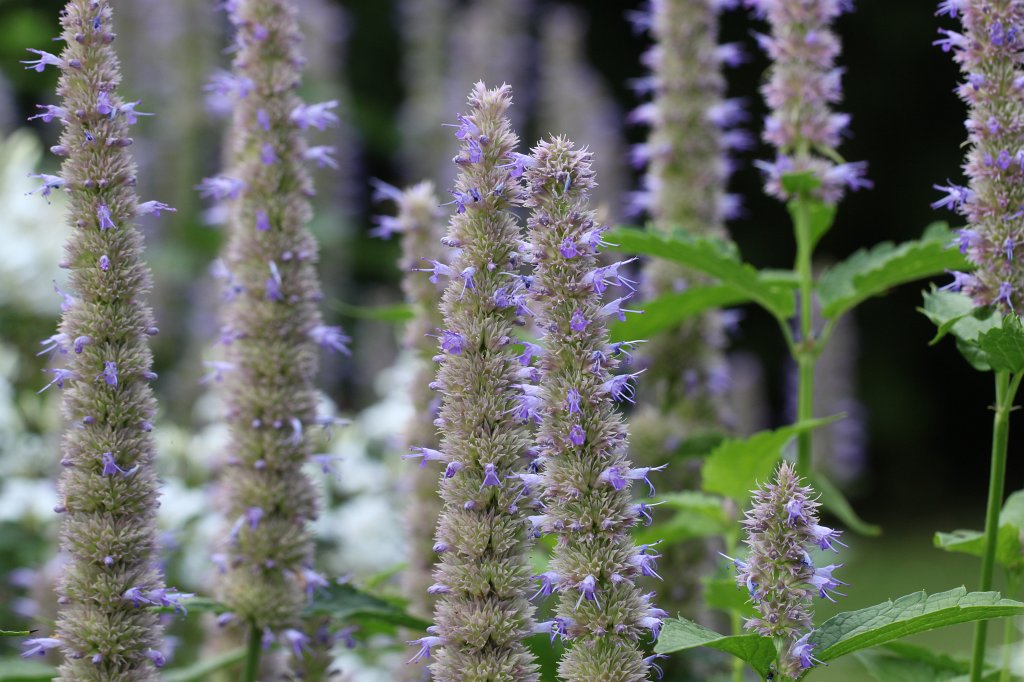 IMG_4110.JPG - Blume im  Palmengarten 