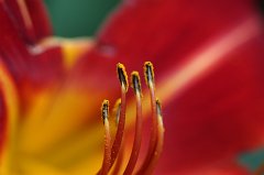 Daylily