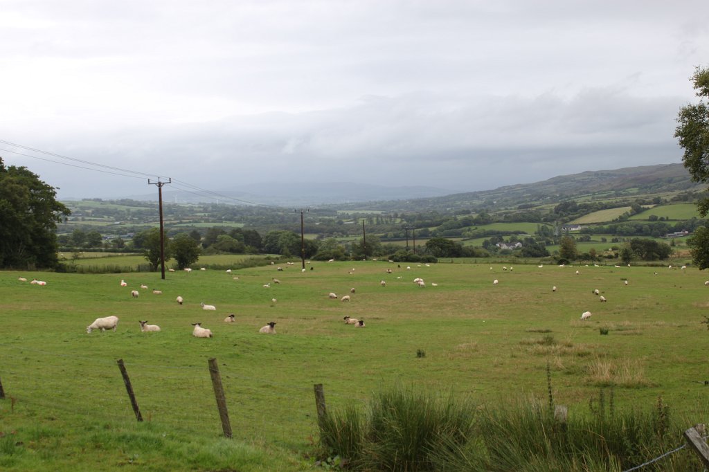 IMG_4265.JPG - Sheeps